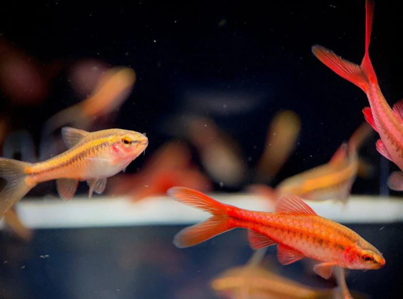 Veiltail Cherry Barb