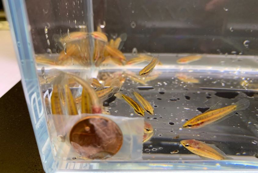 Licorice Gourami