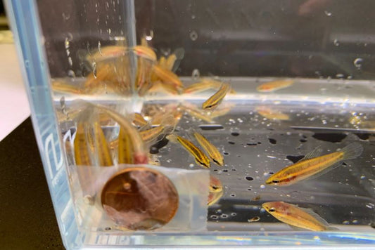 Licorice Gourami