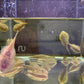Hillstream Loach / Chinese Butterfly Pleco (Size M)