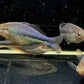 Turquoise Rainbow Fish Size ML