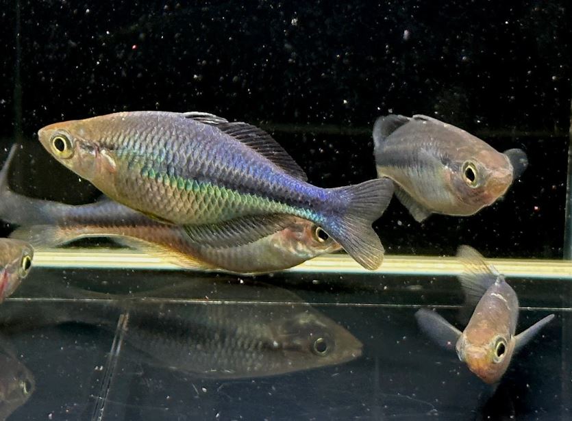 Turquoise Rainbow Fish Size ML