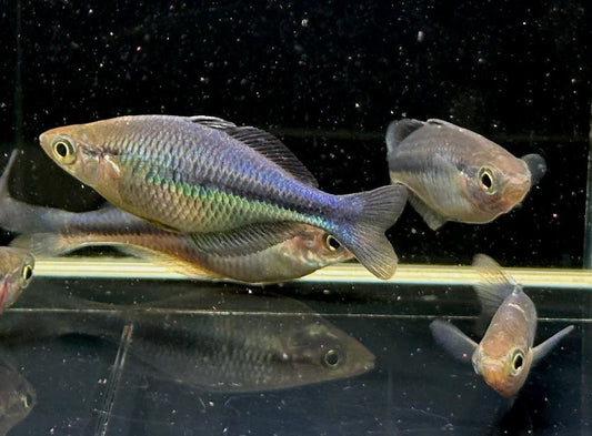 Turquoise Rainbow Fish Size ML