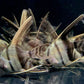 Half Black Angelfish