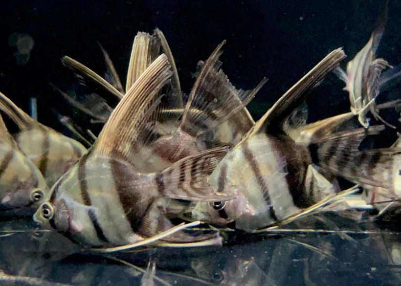 Half Black Angelfish