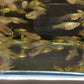 Assorted Endler Females (Size S)