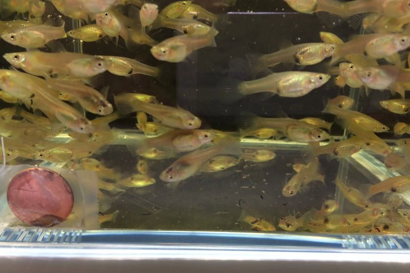 Assorted Endler Females (Size S)