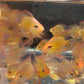 Gold Balloon Ram