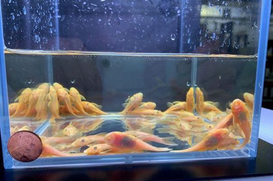 Golden Blue Eye Bushy Nose Pleco (1.0" - 1.25")