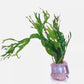 FERN MICROSORIUM WINDELOV ONE BUNDLE-Freshwater Aquatic Live Plants