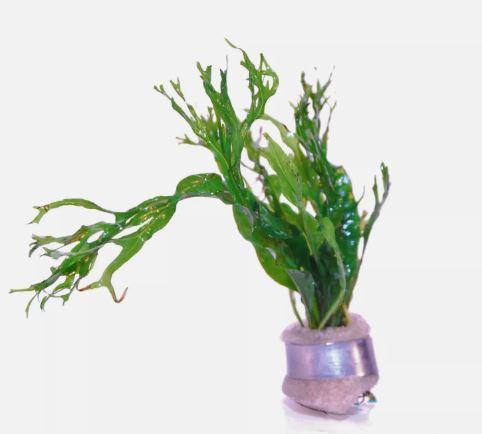 FERN MICROSORIUM WINDELOV ONE BUNDLE-Freshwater Aquatic Live Plants