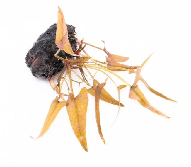 Dwarf Aquarium Lily Nymphaea stellata Potted Bulb Live Aquarium Plants