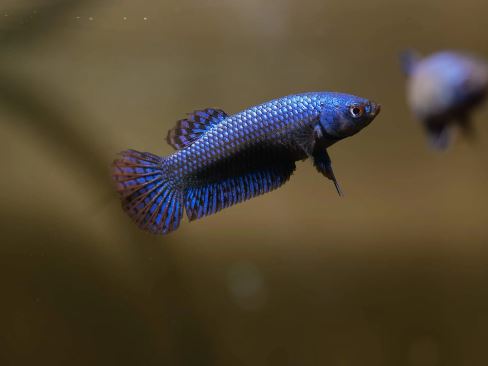 Alien Steel Blue Betta