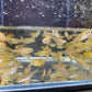 Silvertip Tetra