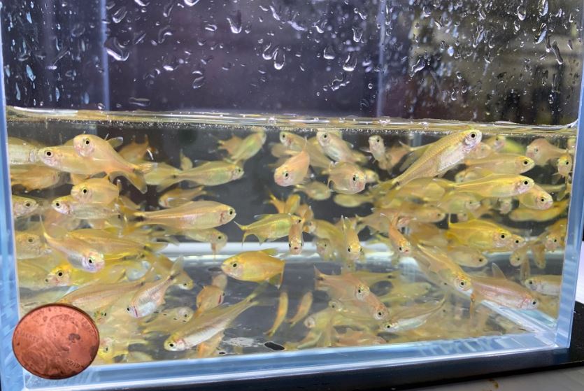 Silvertip Tetra