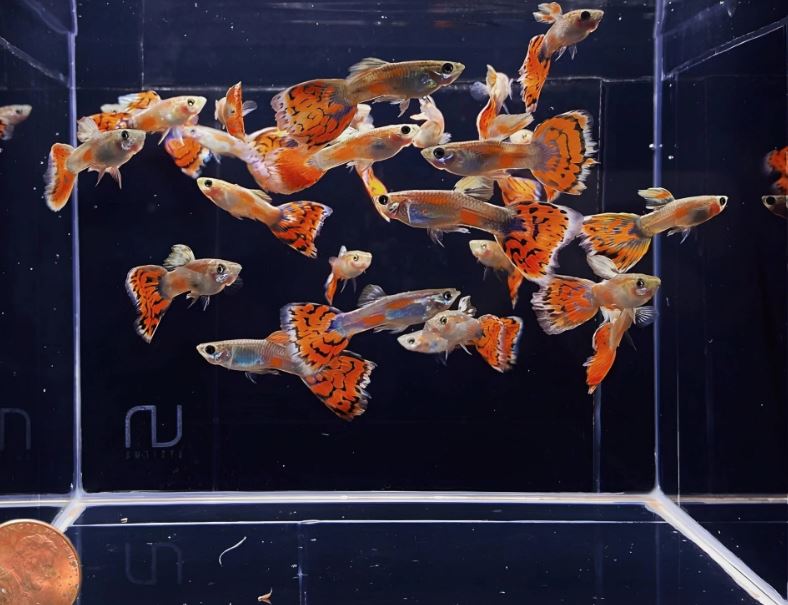 Blue Variegated Guppy Males