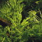 FERN MICROSORIUM WINDELOV ONE BUNDLE-Freshwater Aquatic Live Plants