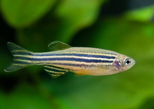 Zebra Danio