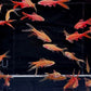 Veiltail Cherry Barb