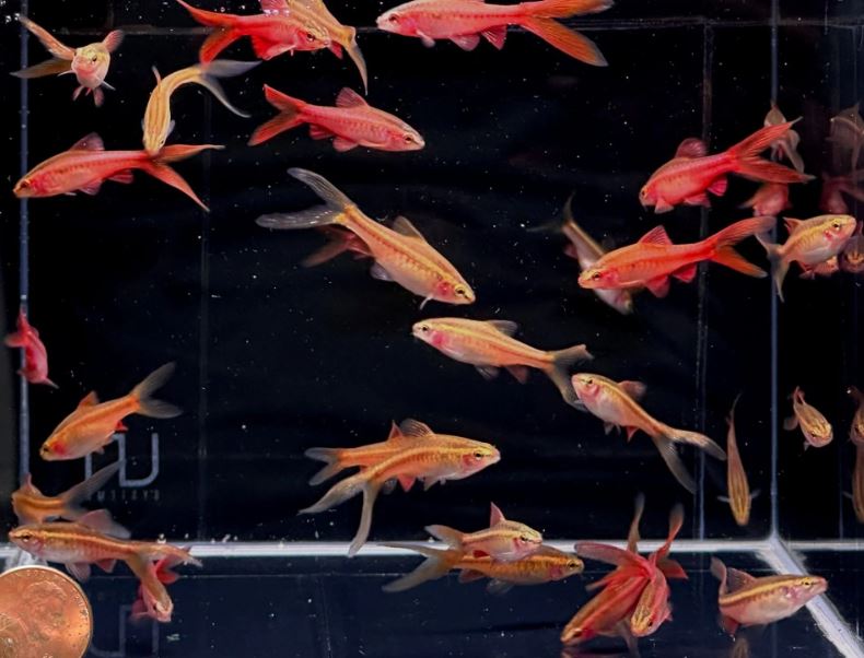 Veiltail Cherry Barb