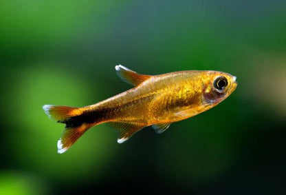 Silvertip Tetra