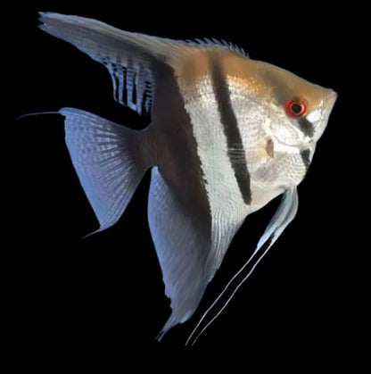 Half Black Angelfish