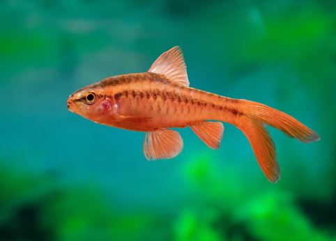 Veiltail Cherry Barb