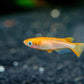 Orange Medaka Ricefish