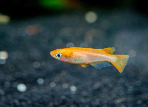 Orange Medaka Ricefish