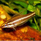 Licorice Gourami