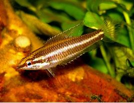 Licorice Gourami