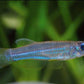 Emerald Green Lampeye Killi