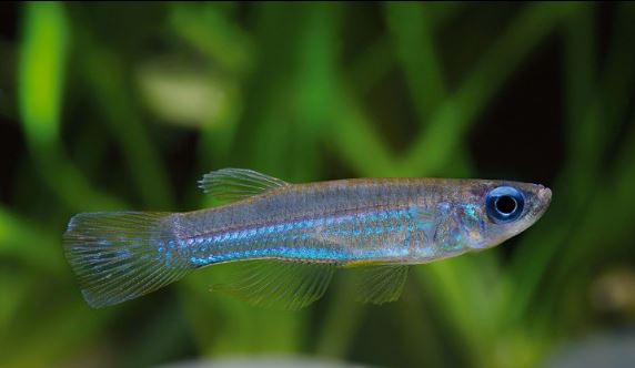 Emerald Green Lampeye Killi