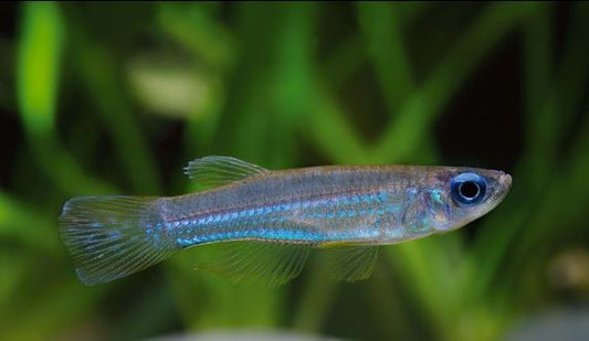 Emerald Green Lampeye Killi