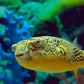 Fahaka Puffer
