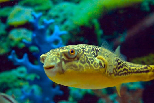 Fahaka Puffer
