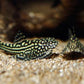 Hillstream Loach / Chinese Butterfly Pleco (Size M)