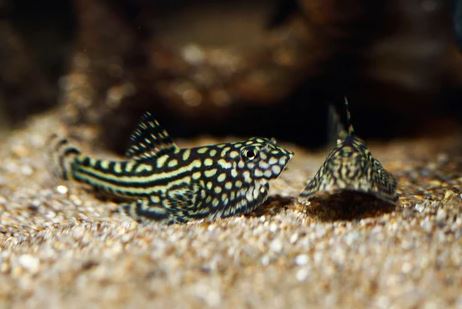 Hillstream Loach / Chinese Butterfly Pleco (Size M)