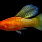 Assorted Hifin Platy
