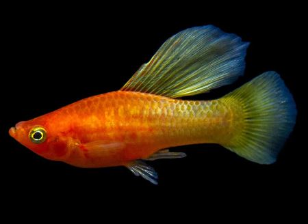 Assorted Hifin Platy