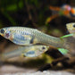 Assorted Endler Females (Size S)