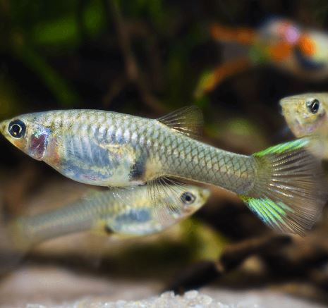 Assorted Endler Females (Size S)