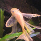 Golden Blue Eye Bushy Nose Pleco (1.0" - 1.25")