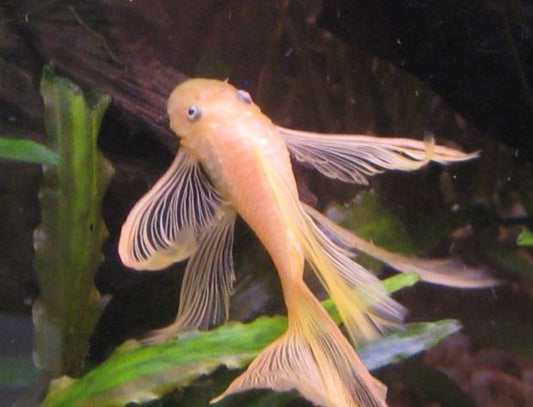 Golden Blue Eye Bushy Nose Pleco (1.0" - 1.25")