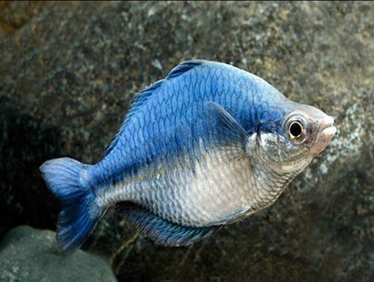 Turquoise Rainbow Fish Size ML