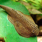 Hillstream Loach / Chinese Butterfly Pleco (Size M)