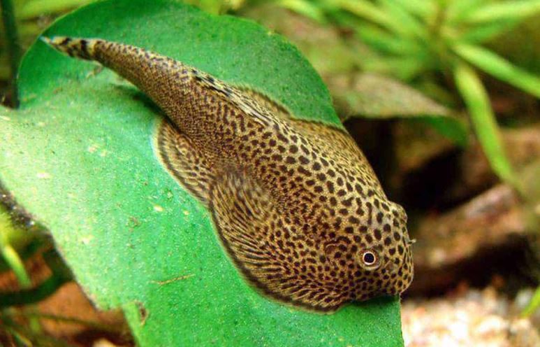 Hillstream Loach / Chinese Butterfly Pleco (Size M)