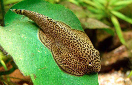 Hillstream Loach / Chinese Butterfly Pleco (Size M)