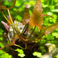 Dwarf Aquarium Lily Nymphaea stellata Potted Bulb Live Aquarium Plants