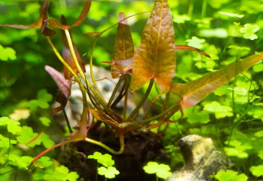 Dwarf Aquarium Lily Nymphaea stellata Potted Bulb Live Aquarium Plants